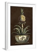 Potted Pineapple II-Vision Studio-Framed Art Print