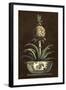 Potted Pineapple II-Vision Studio-Framed Art Print