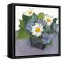 Potted Plant II-Samuel Dixon-Framed Stretched Canvas