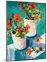 Potted Poppies-Jane Slivka-Mounted Art Print