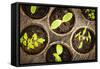 Potted Seedlings Growing in Biodegradable Peat Moss Pots from Above-elenathewise-Framed Stretched Canvas