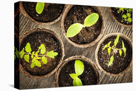 Potted Seedlings Growing in Biodegradable Peat Moss Pots from Above-elenathewise-Stretched Canvas