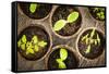 Potted Seedlings Growing in Biodegradable Peat Moss Pots from Above-elenathewise-Framed Stretched Canvas