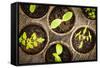 Potted Seedlings Growing in Biodegradable Peat Moss Pots from Above-elenathewise-Framed Stretched Canvas