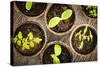 Potted Seedlings Growing in Biodegradable Peat Moss Pots from Above-elenathewise-Stretched Canvas