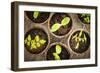 Potted Seedlings Growing in Biodegradable Peat Moss Pots from Above-elenathewise-Framed Photographic Print