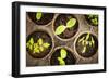 Potted Seedlings Growing in Biodegradable Peat Moss Pots from Above-elenathewise-Framed Photographic Print