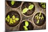 Potted Seedlings Growing in Biodegradable Peat Moss Pots from Above-elenathewise-Mounted Photographic Print