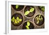 Potted Seedlings Growing in Biodegradable Peat Moss Pots from Above-elenathewise-Framed Photographic Print