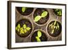 Potted Seedlings Growing in Biodegradable Peat Moss Pots from Above-elenathewise-Framed Photographic Print