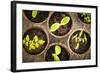 Potted Seedlings Growing in Biodegradable Peat Moss Pots from Above-elenathewise-Framed Photographic Print