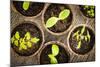 Potted Seedlings Growing in Biodegradable Peat Moss Pots from Above-elenathewise-Mounted Photographic Print