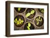 Potted Seedlings Growing in Biodegradable Peat Moss Pots from Above-elenathewise-Framed Photographic Print