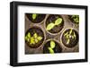 Potted Seedlings Growing in Biodegradable Peat Moss Pots from Above-elenathewise-Framed Photographic Print