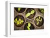 Potted Seedlings Growing in Biodegradable Peat Moss Pots from Above-elenathewise-Framed Photographic Print