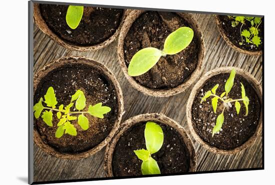 Potted Seedlings Growing in Biodegradable Peat Moss Pots from Above-elenathewise-Mounted Photographic Print