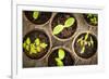 Potted Seedlings Growing in Biodegradable Peat Moss Pots from Above-elenathewise-Framed Photographic Print