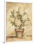 Potted White Hydrangea-Tina Chaden-Framed Art Print