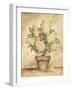 Potted White Hydrangea-Tina Chaden-Framed Art Print