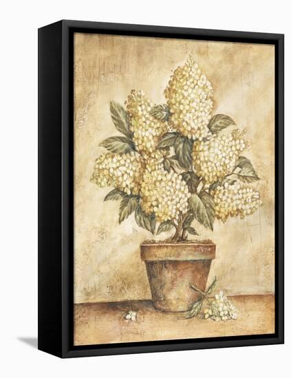 Potted White Hydrangea-Tina Chaden-Framed Stretched Canvas