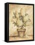 Potted White Hydrangea-Tina Chaden-Framed Stretched Canvas