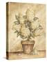 Potted White Hydrangea-Tina Chaden-Stretched Canvas