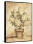 Potted White Hydrangea-Tina Chaden-Framed Stretched Canvas