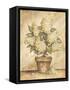 Potted White Hydrangea-Tina Chaden-Framed Stretched Canvas