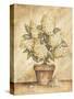 Potted White Hydrangea-Tina Chaden-Stretched Canvas