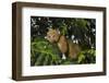 Potto (Perodicticus potto) in tree, Togo. Captive.-Daniel Heuclin-Framed Photographic Print