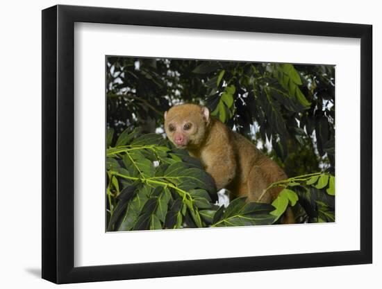 Potto (Perodicticus potto) in tree, Togo. Captive.-Daniel Heuclin-Framed Photographic Print