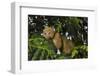 Potto (Perodicticus potto) in tree, Togo. Captive.-Daniel Heuclin-Framed Photographic Print