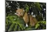 Potto (Perodicticus potto) in tree, Togo. Captive.-Daniel Heuclin-Mounted Photographic Print