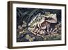 Pouched Frog (Gastrotheca Ovifera), Hemiphractidae, Drawing-null-Framed Giclee Print