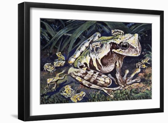 Pouched Frog (Gastrotheca Ovifera), Hemiphractidae, Drawing-null-Framed Giclee Print