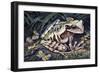 Pouched Frog (Gastrotheca Ovifera), Hemiphractidae, Drawing-null-Framed Giclee Print