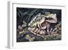 Pouched Frog (Gastrotheca Ovifera), Hemiphractidae, Drawing-null-Framed Giclee Print