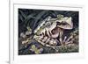 Pouched Frog (Gastrotheca Ovifera), Hemiphractidae, Drawing-null-Framed Giclee Print