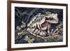 Pouched Frog (Gastrotheca Ovifera), Hemiphractidae, Drawing-null-Framed Giclee Print