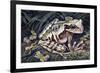 Pouched Frog (Gastrotheca Ovifera), Hemiphractidae, Drawing-null-Framed Giclee Print