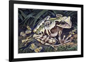 Pouched Frog (Gastrotheca Ovifera), Hemiphractidae, Drawing-null-Framed Giclee Print