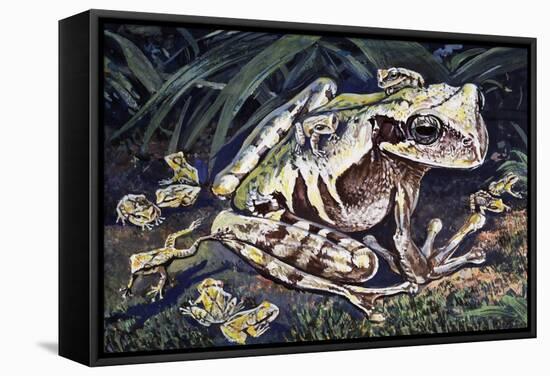 Pouched Frog (Gastrotheca Ovifera), Hemiphractidae, Drawing-null-Framed Stretched Canvas