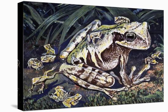 Pouched Frog (Gastrotheca Ovifera), Hemiphractidae, Drawing-null-Stretched Canvas