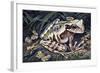 Pouched Frog (Gastrotheca Ovifera), Hemiphractidae, Drawing-null-Framed Giclee Print