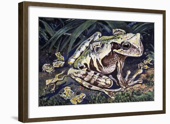 Pouched Frog (Gastrotheca Ovifera), Hemiphractidae, Drawing-null-Framed Giclee Print