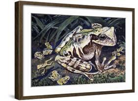 Pouched Frog (Gastrotheca Ovifera), Hemiphractidae, Drawing-null-Framed Giclee Print