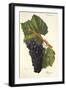 Pougnel Grape-J. Troncy-Framed Giclee Print