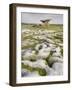 Poulnabrone Dolmen Portal Megalithic Tomb, the Burren, County Clare, Munster, Republic of Ireland-Gary Cook-Framed Photographic Print