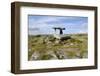 Poulnabrone Dolmen Portal Megalithic Tomb, the Burren, County Clare, Munster, Republic of Ireland-Gary Cook-Framed Photographic Print