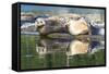 Poulsbo Harbor seals relax on marina floatation, Washington State, USA-Trish Drury-Framed Stretched Canvas